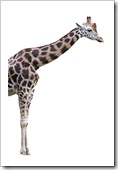 Naked giraffe